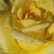 Galben - Trandafir de parc - Apache
